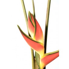 Heliconia - Eden Garden (M)